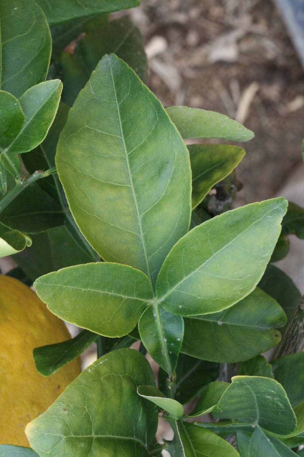            Trifoliolate leaf (Riverside, CA)   